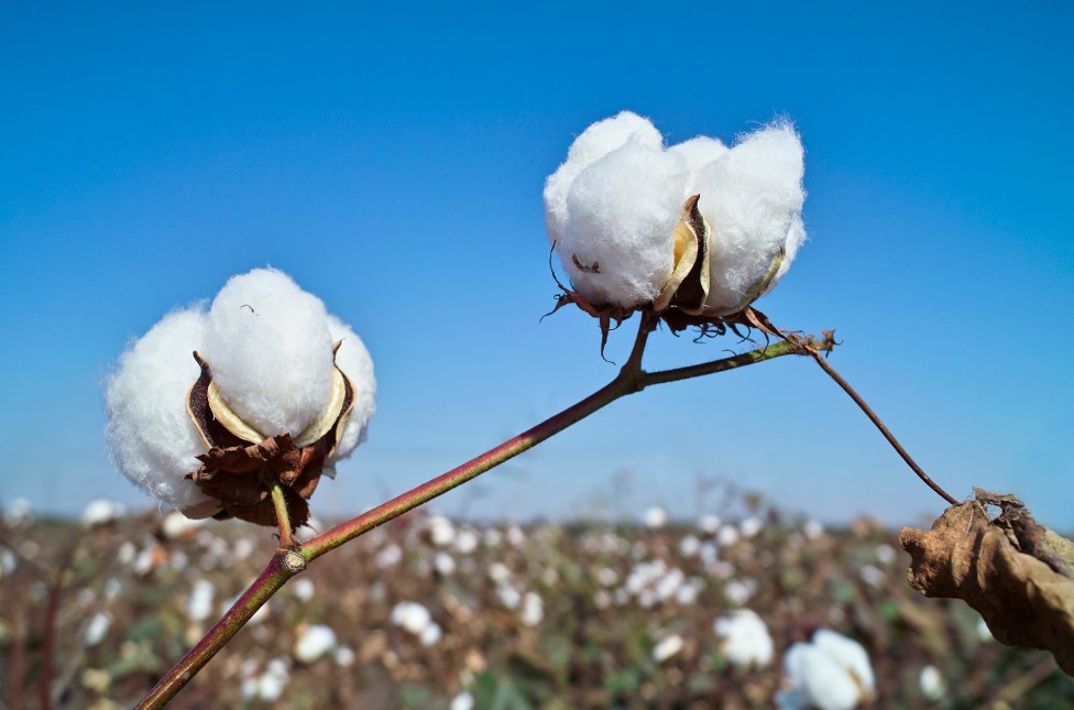 In Ukraine, cotton is now being grown for the production of gunpowder