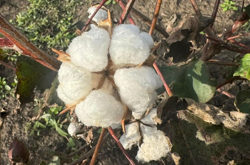 In Ukraine, the harvest of the first cotton crop is coming to an end