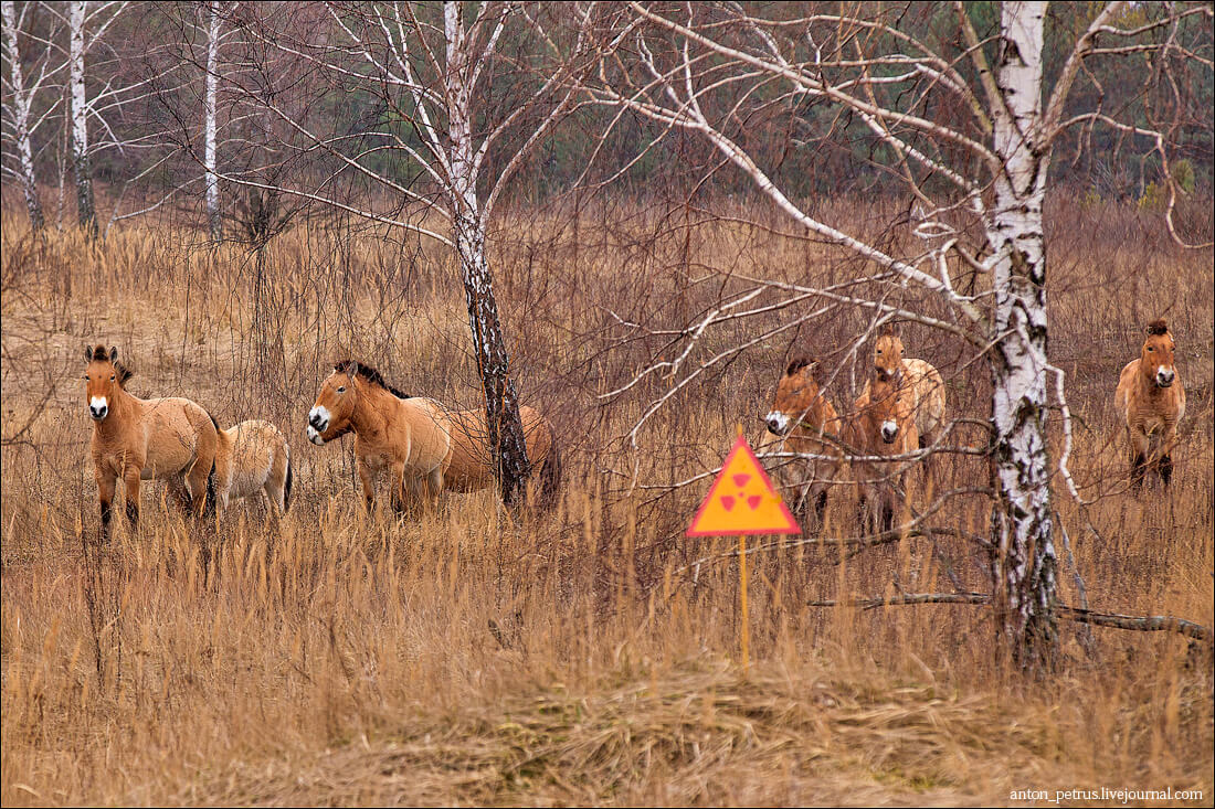 Scientists have discovered that animals in the Chernobyl zone resist nuclear radiation, overcome aging, and cope with stress