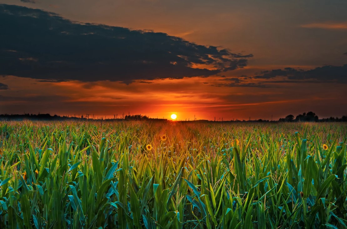 Ukrainian Agribusiness Club: For the first time during the war, it is possible to talk about profits from growing all types of cereals