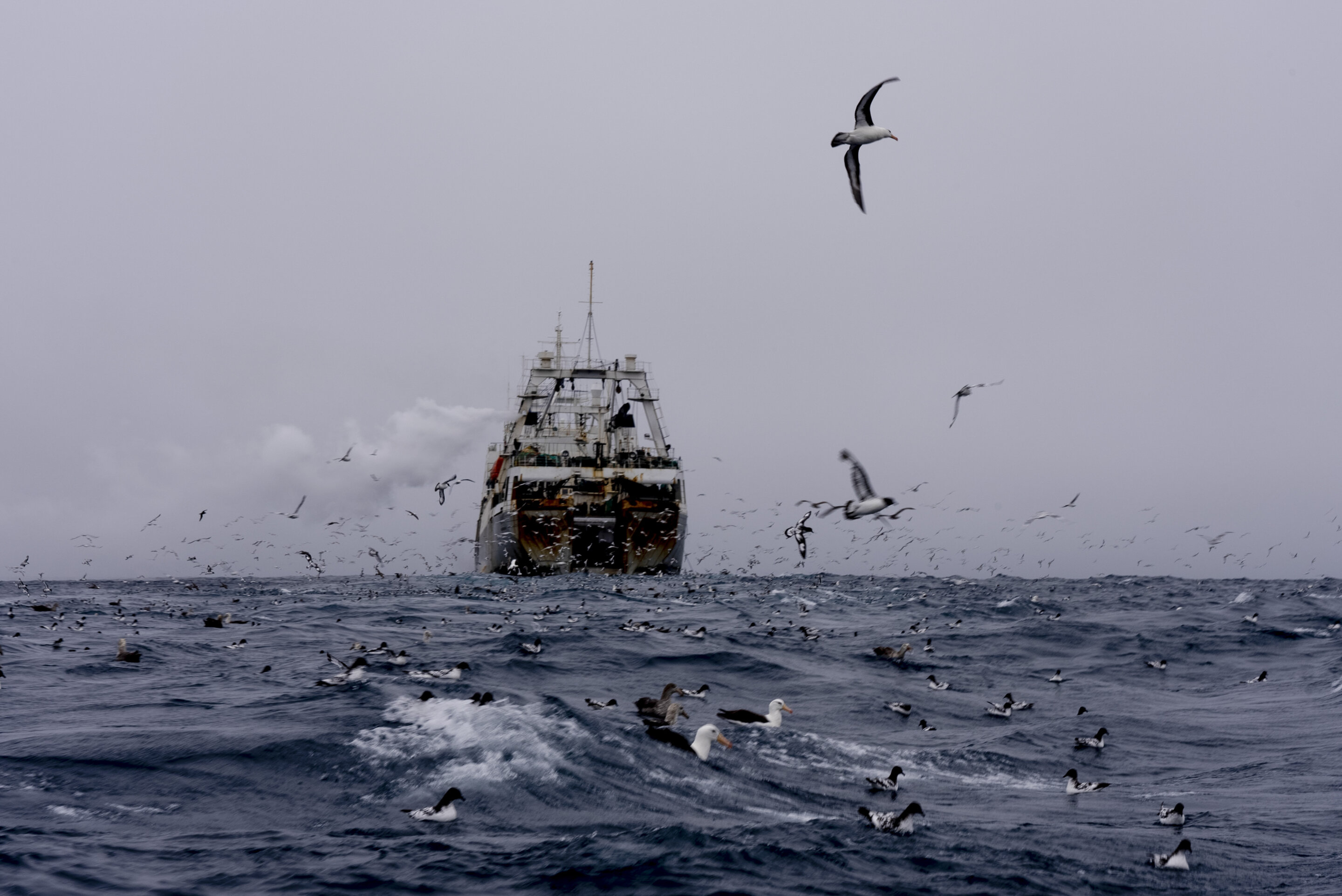 A record catch by Ukrainian vessels in the Southern Ocean over the last three years