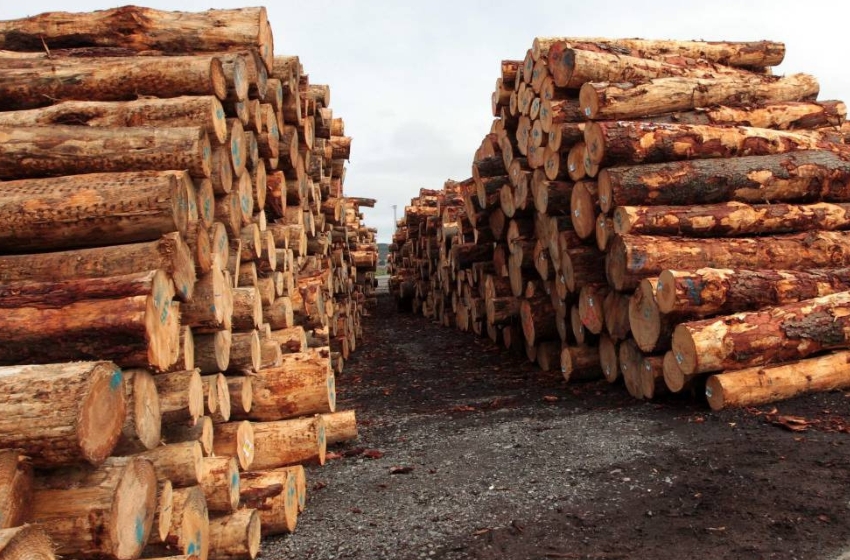 Earthsight investigation reveals €1.5 billion timber trade from Russia and Belarus to EU since 2022