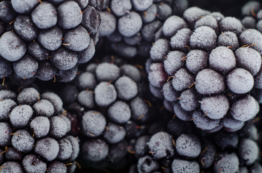 In the EU, the demand for frozen blackberries from Ukraine is growing