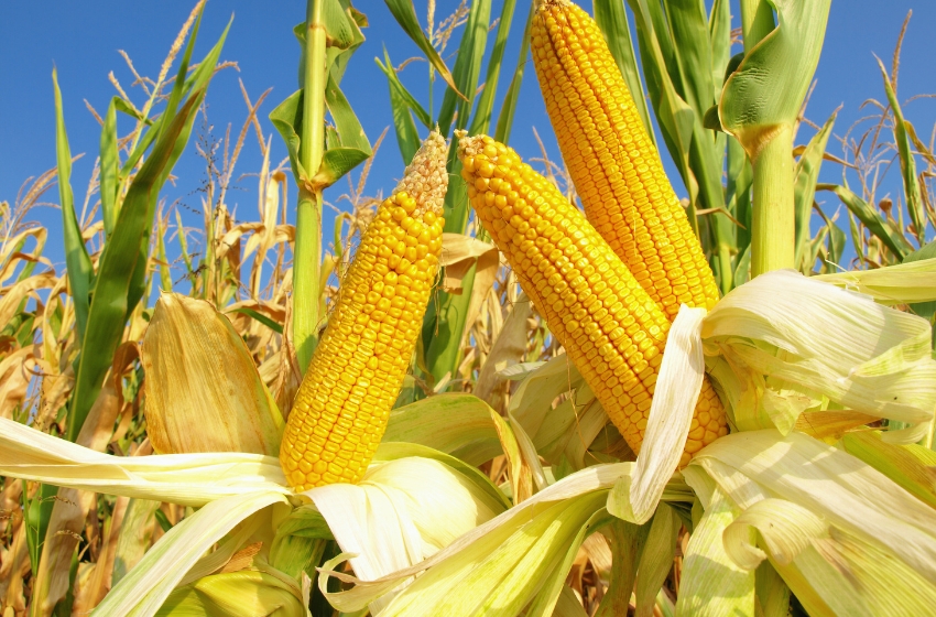 About 14 million tons of Ukrainian corn have been exported