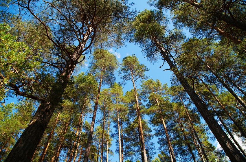 Over two years of war in Ukraine, more than 1,500 km² of forests have been destroyed