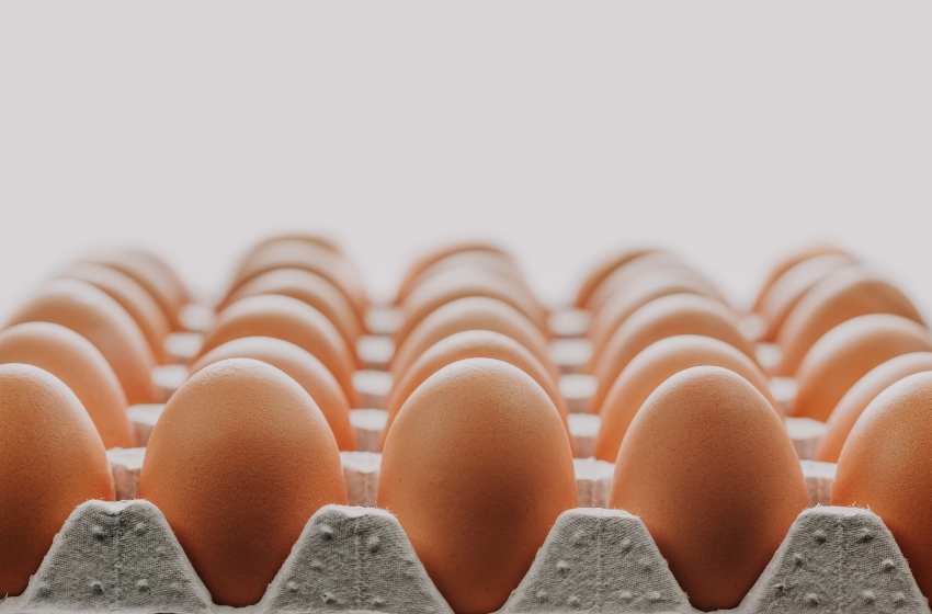 Ukraine’s egg exports doubled — reaching 496 million