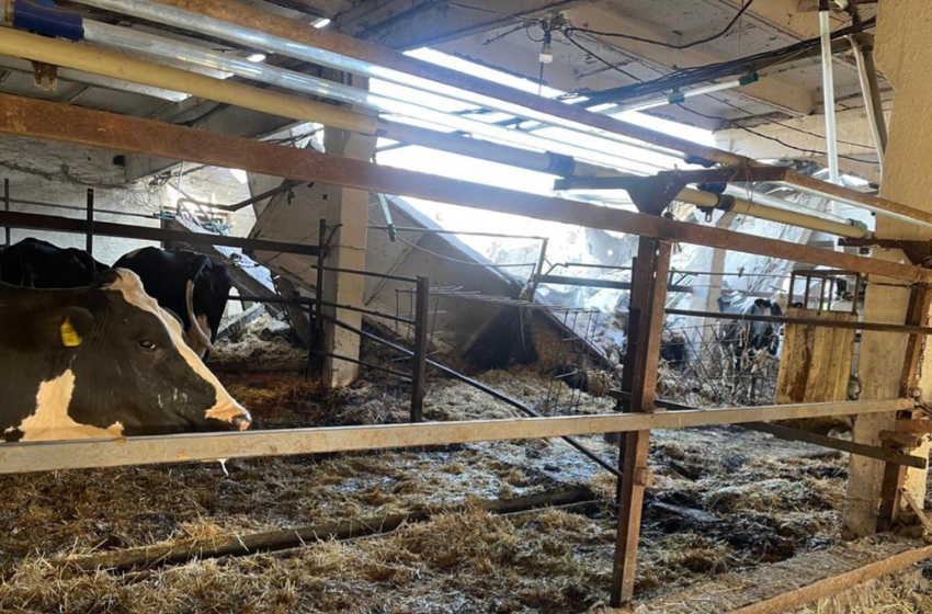 Drone strikes kill at least 40 cows on farms in Ukraine’s Kharkiv region