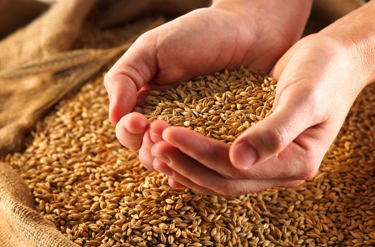 Ukrainian wheat traders pivot to Asian markets amid EU export restrictions