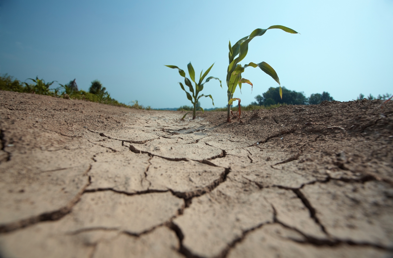 Southern regions of Ukraine suffered from a record drought