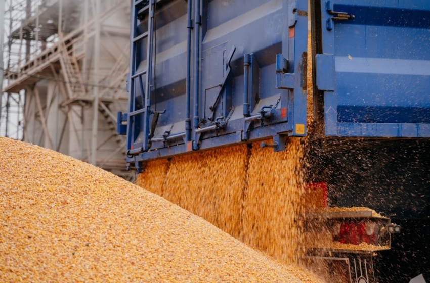 Ukrainian corn is losing demand in Europe due to cheaper grain from Brazil