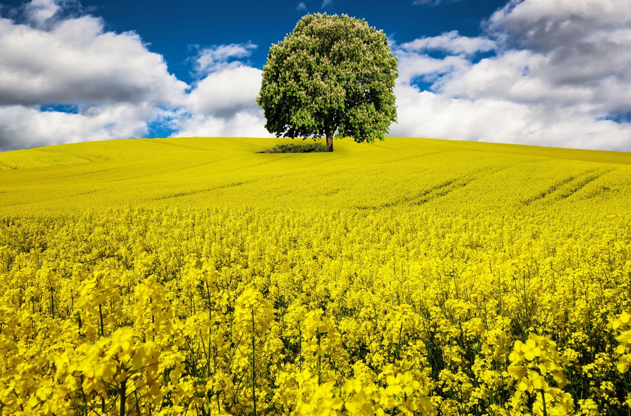 The USDA has increased its wheat harvest estimate for the European Union, while the forecast for Ukraine remains stable
