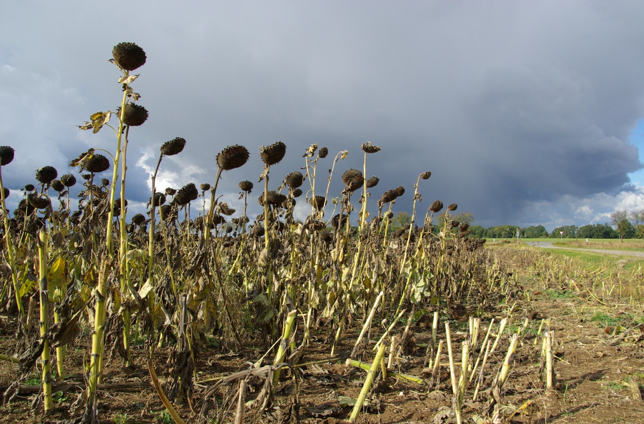 Droughts are becoming the new normal for Ukraine