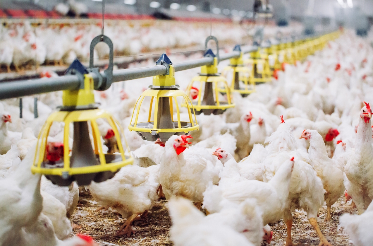 Oman has opened its market to Ukrainian poultry products