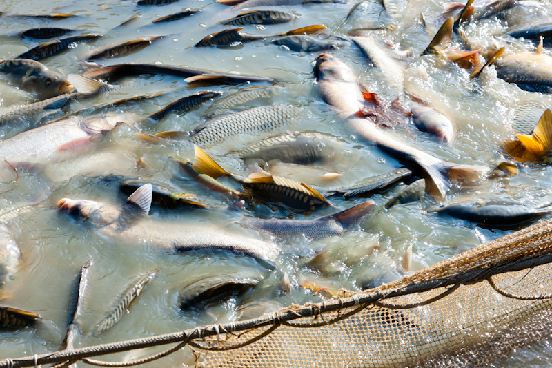 Ukraine poised to achieve full self-sufficiency in fish production