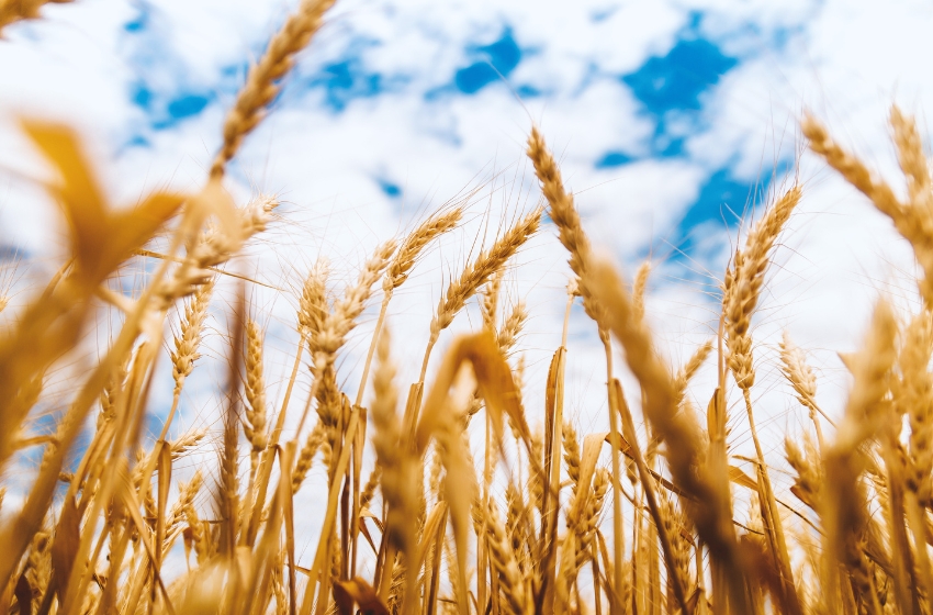 Ukraine’s harvest progresses in 9 regions, approaching one million tons
