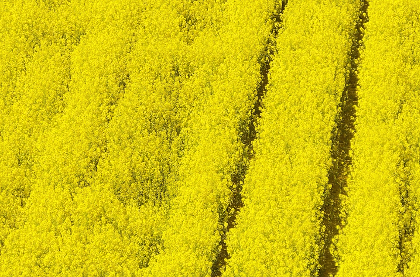 Ukraine has harvested over 7.2 million tons of cereals and legumes