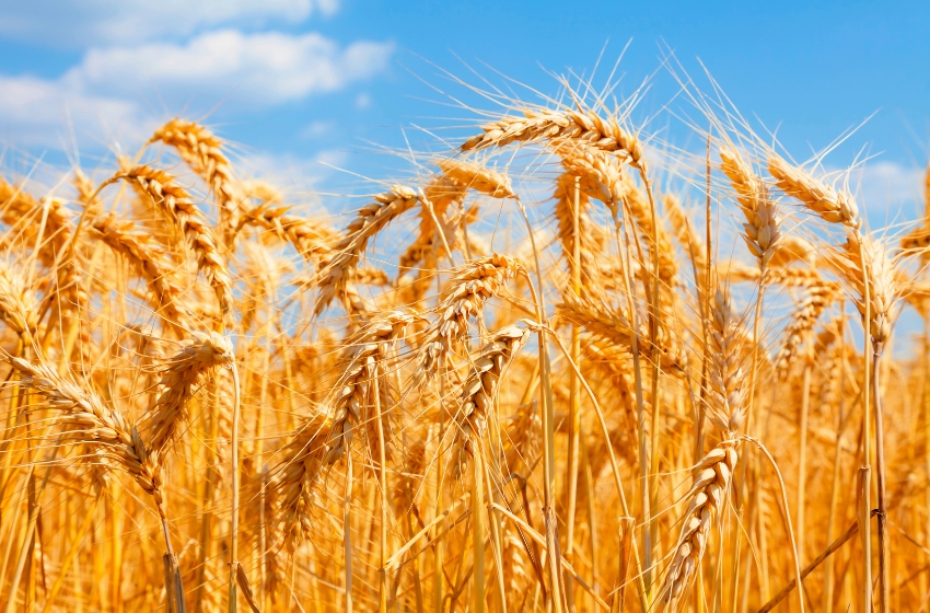 Top 10 buyers of Ukrainian wheat in the 2024/25 marketing year