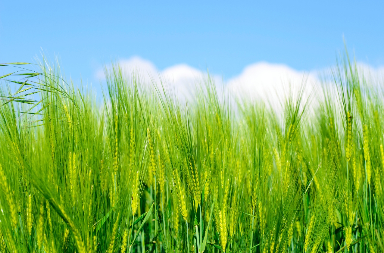 Agribusiness in Ukraine: Over 8,600 new companies registered since 2021 despite wartime challenges