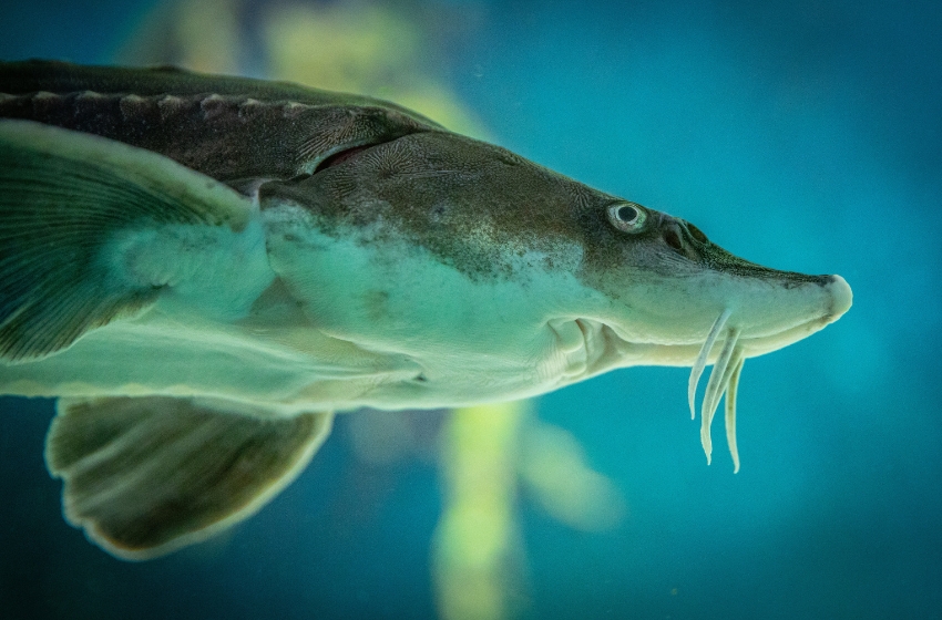 From the Rhine to the Danube: A researcher from the Netherlands helps save endangered sturgeons in Ukraine