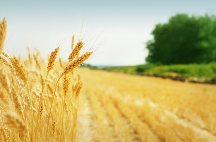 Ukrainian farmers harvest over 15 million tons of grains and legumes