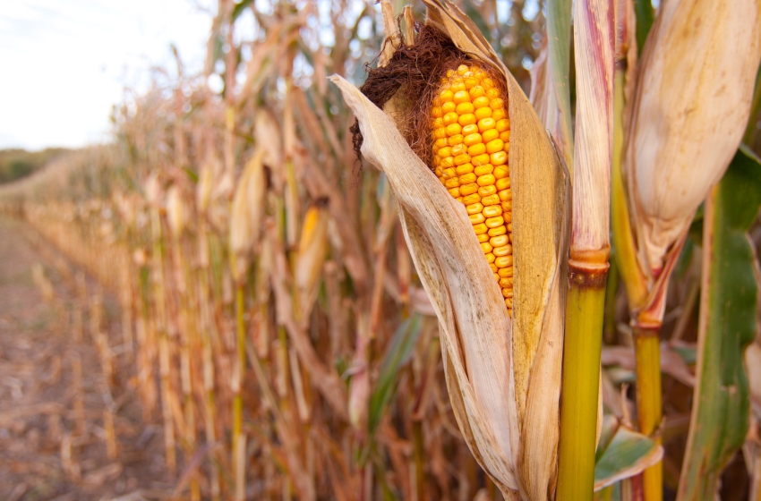 Mykolaiv region has lost almost the entire corn harvest