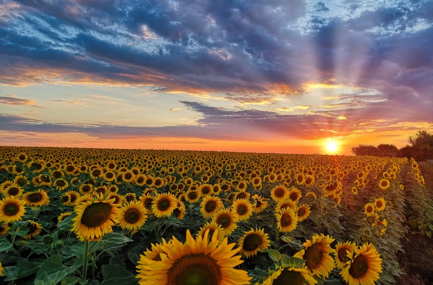 The international AgroFood Summit 2025 will take place in Mersin