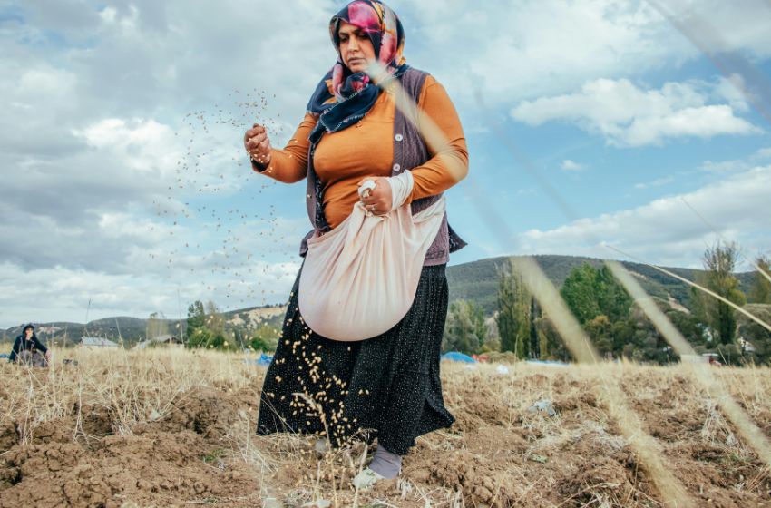 Autumn sowing of winter crops begins in Ukraine, notwithstanding the war