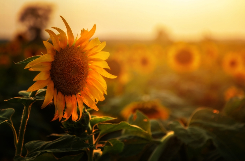 Ukraine has 350,000 hectares of organic agricultural land