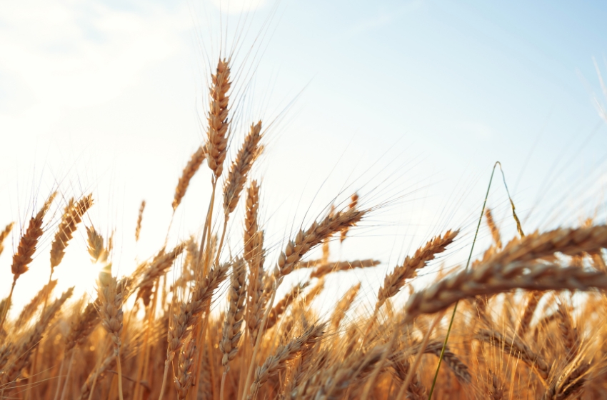 Low domestic wheat supply is limiting exports