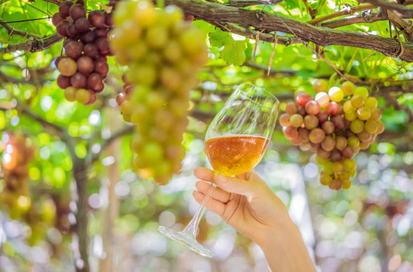 Around 70 new wineries open in Ukraine during the War