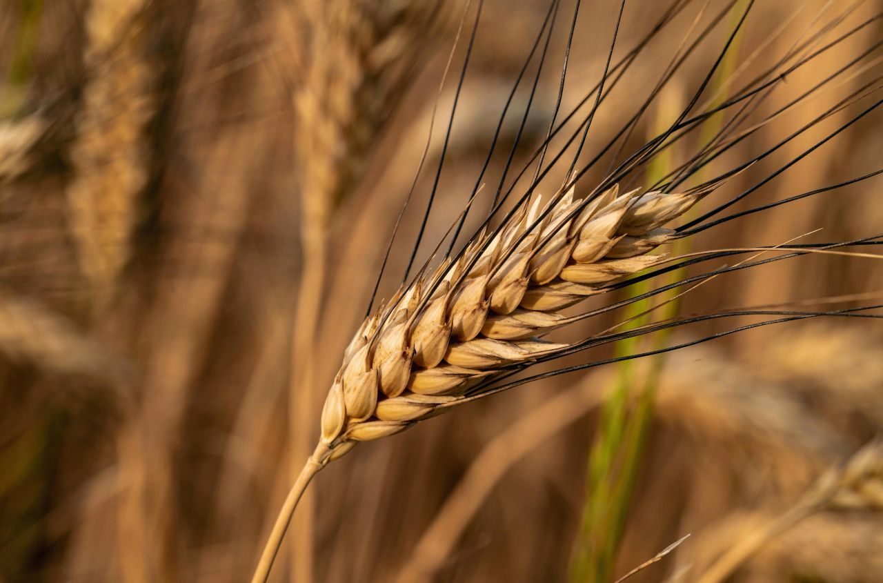 Around 80% of Ukraine’s barley exports are purchased by 5 countries