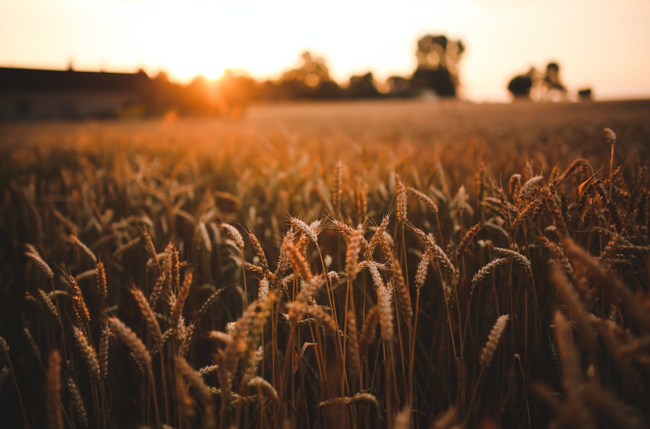 Ukraine has already exported over 21 million tons of grain