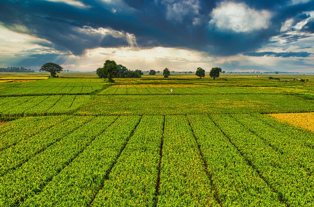 Ukraine sold over 356,000 hectares of farmland in 2025
