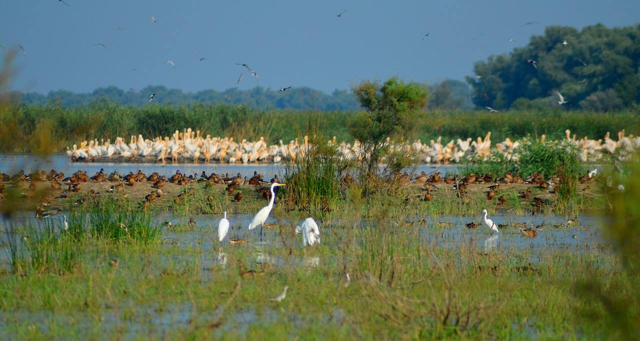 The Danube region in Odessa region faces the threat of desertification