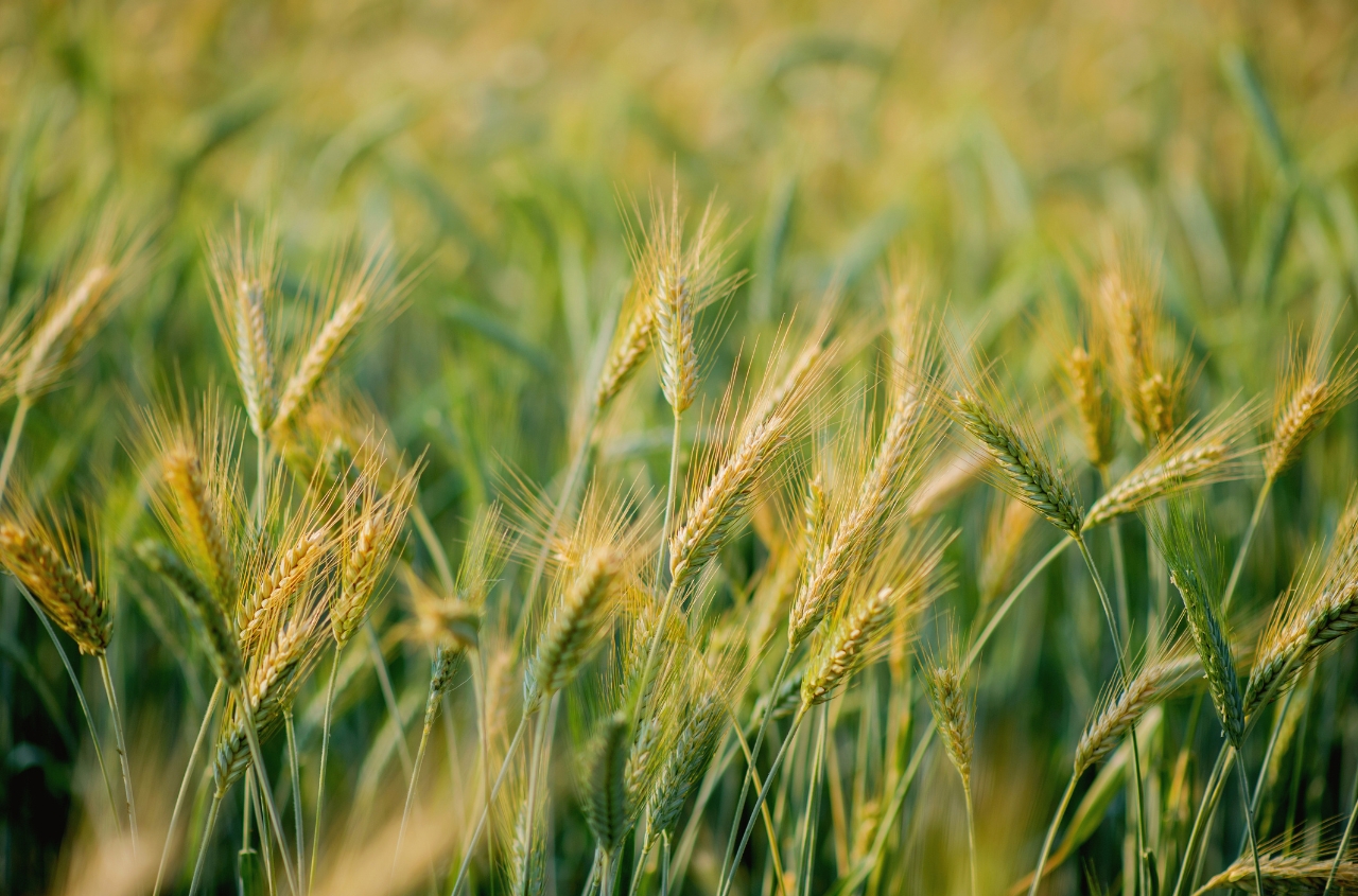 Ukraine agriculture sector profits rise 21% in 2025