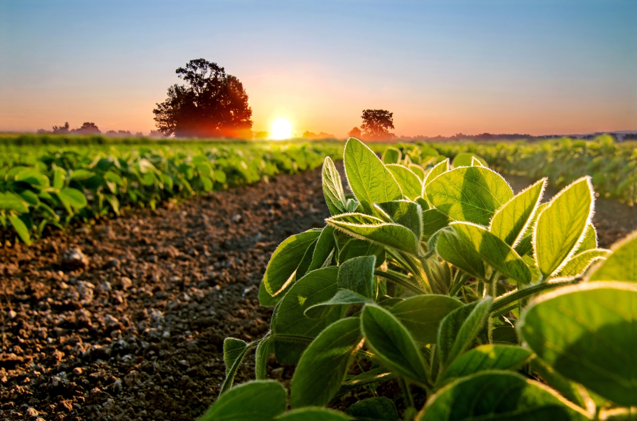 Ukraine’s role in EU protein strategy and soybean market expansion