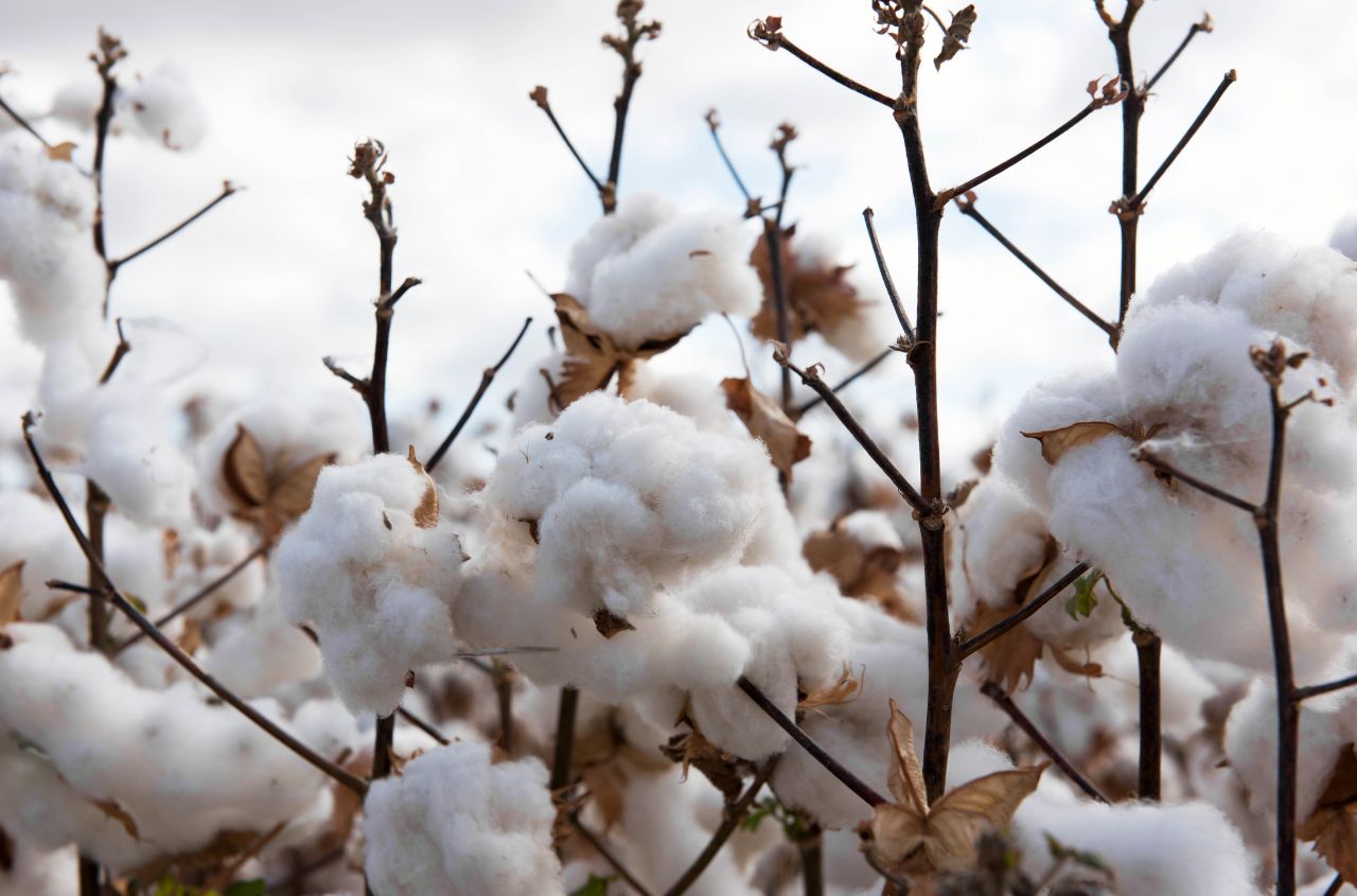 Cotton farming subsidy programme launched in southern Ukraine