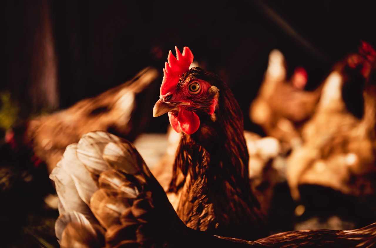In May, Ukraine’s poultry meat exports were the highest in 5 years