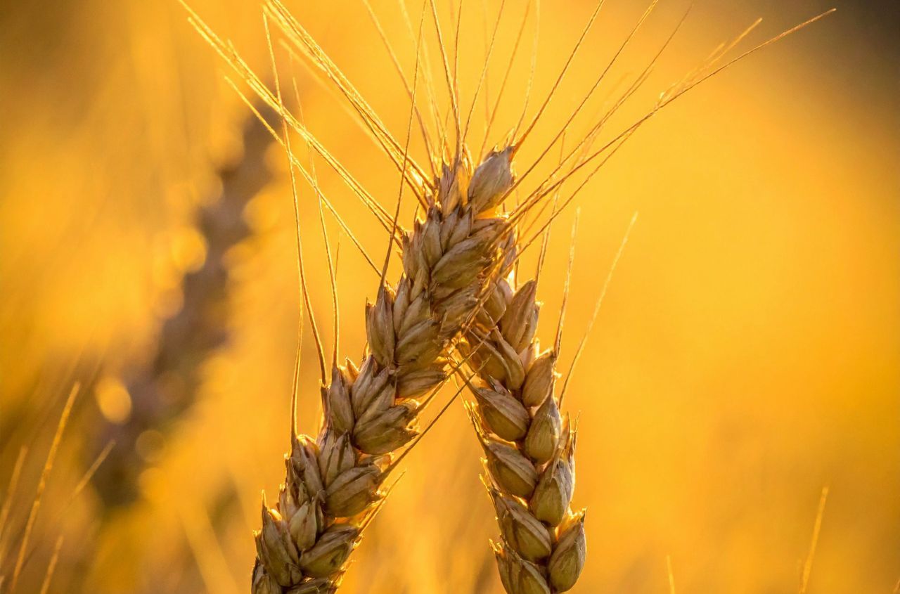 Farmers in Odessa region were the first in Ukraine to begin the harvest season.