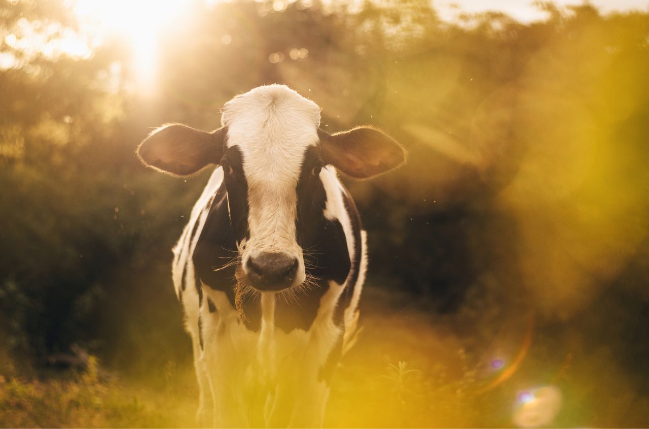 Ukraine plans major dairy sector expansion by 2035