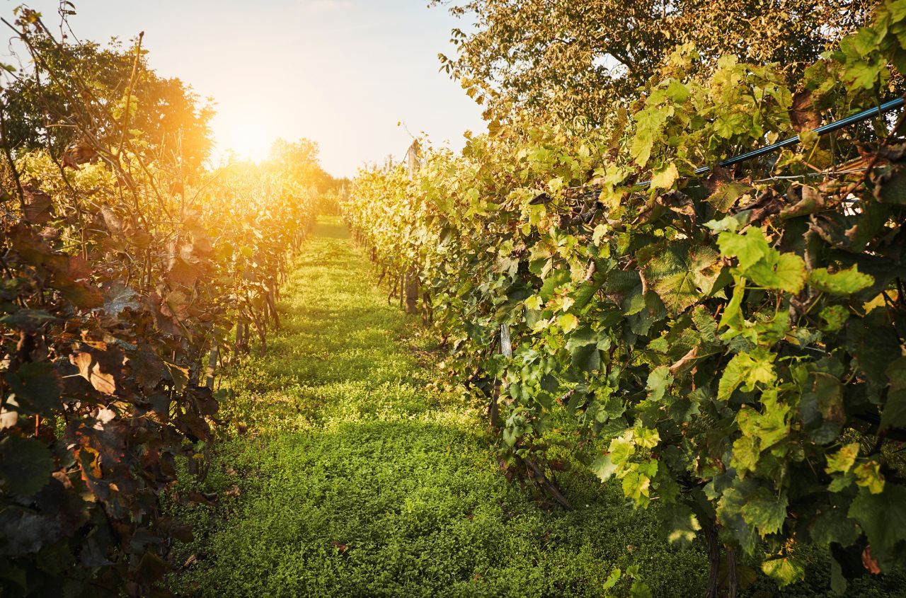 Vineyard register planned to align Ukraine’s wine sector with EU standards
