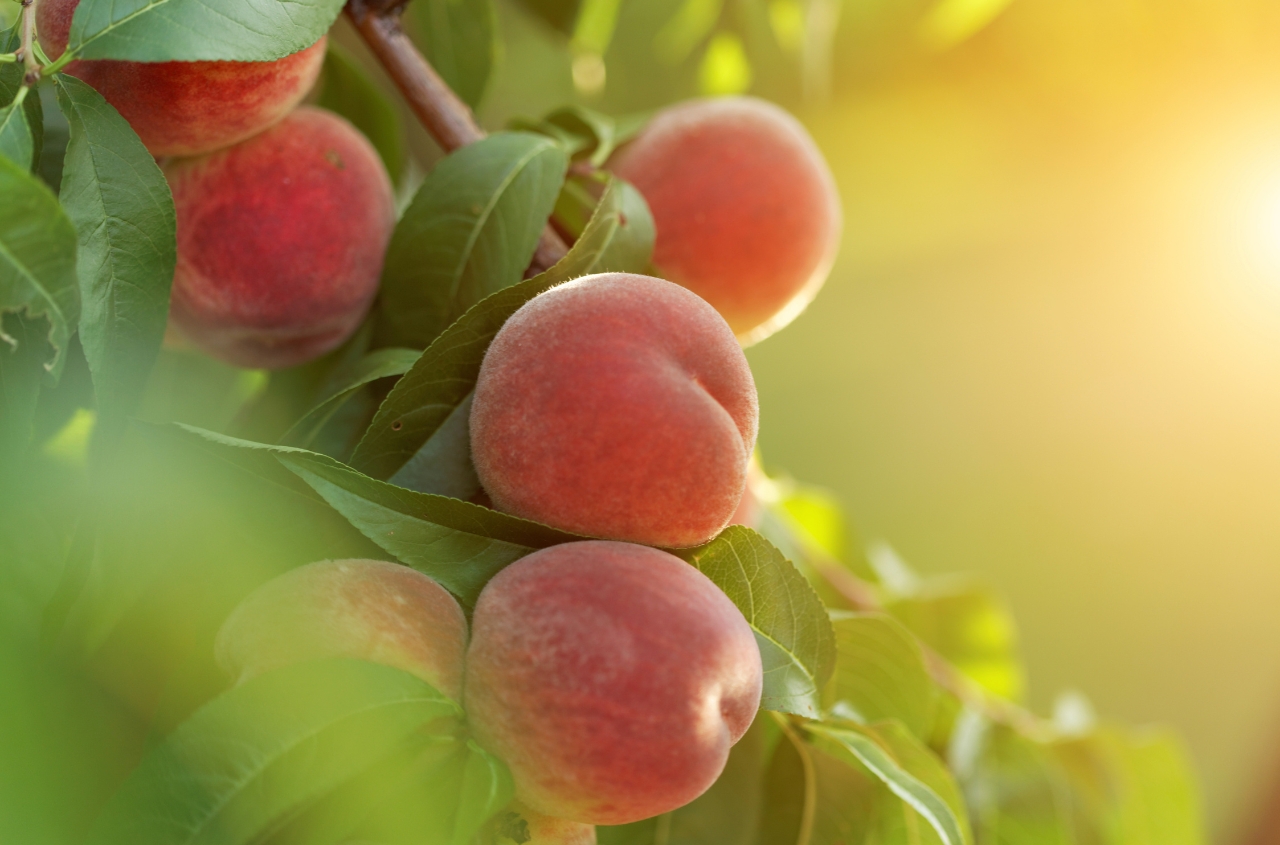 Ukraine ranks among Top EU suppliers of organic products in 2025