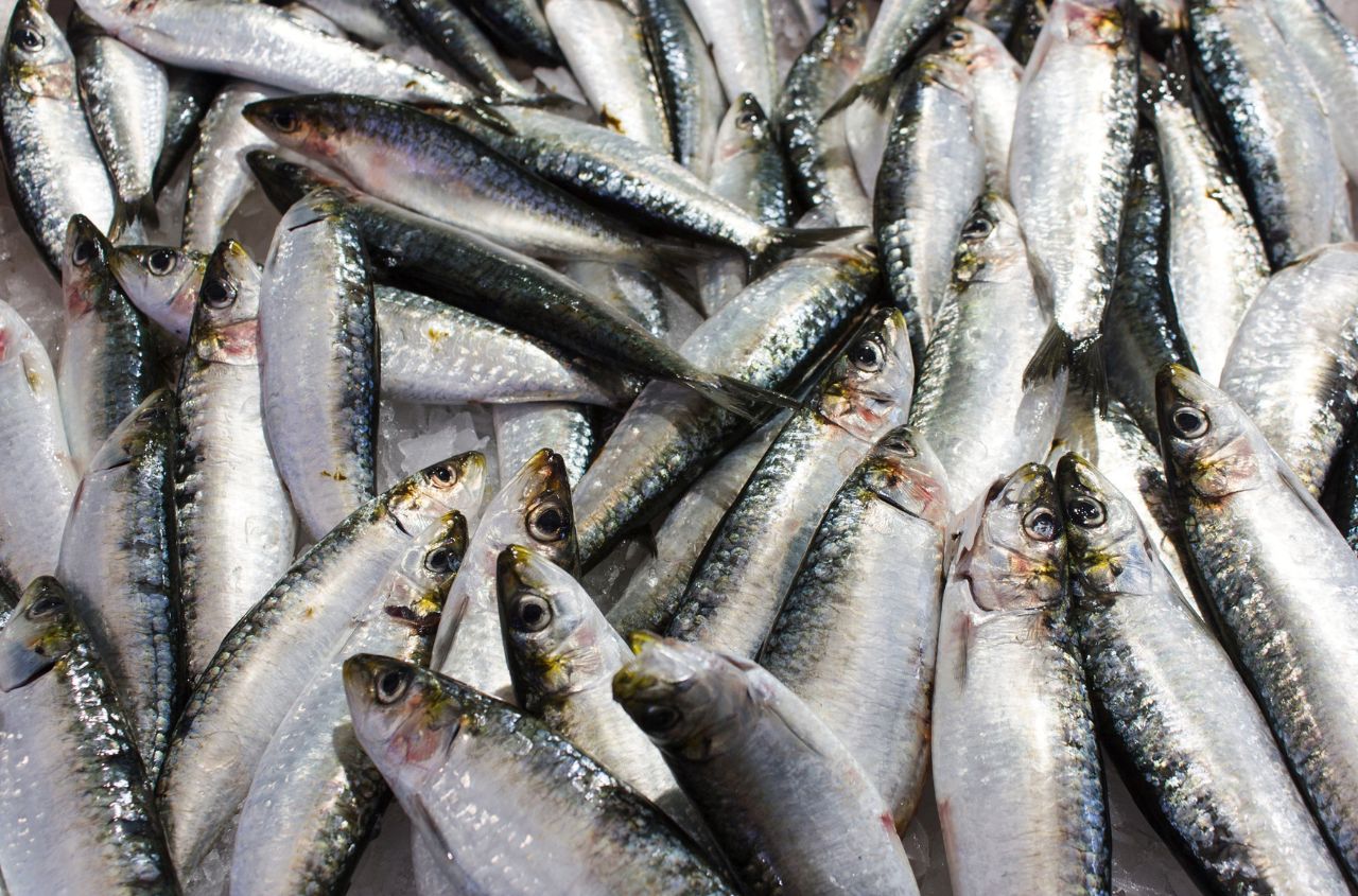 Fish catch in Ukraine exceeds 1,920 tonnes in first half of 2026