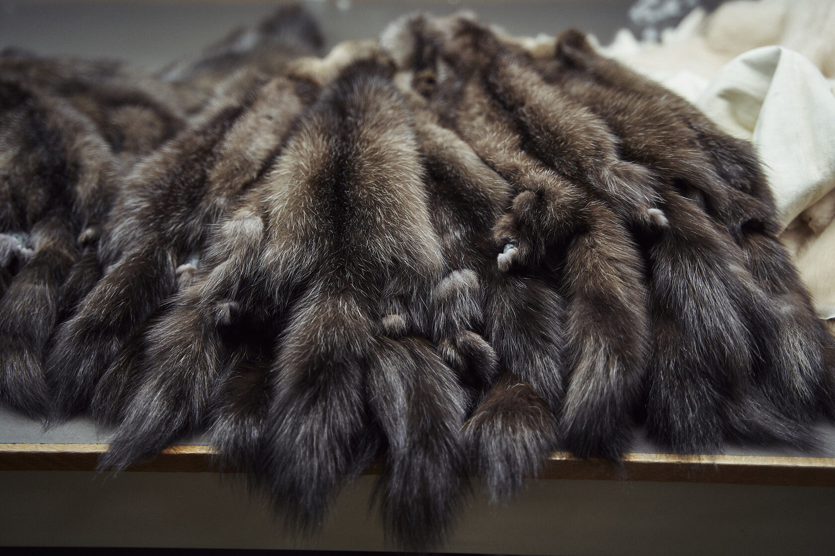 EU lifts ban on imports of Russian sable pelts under latest sanctions package