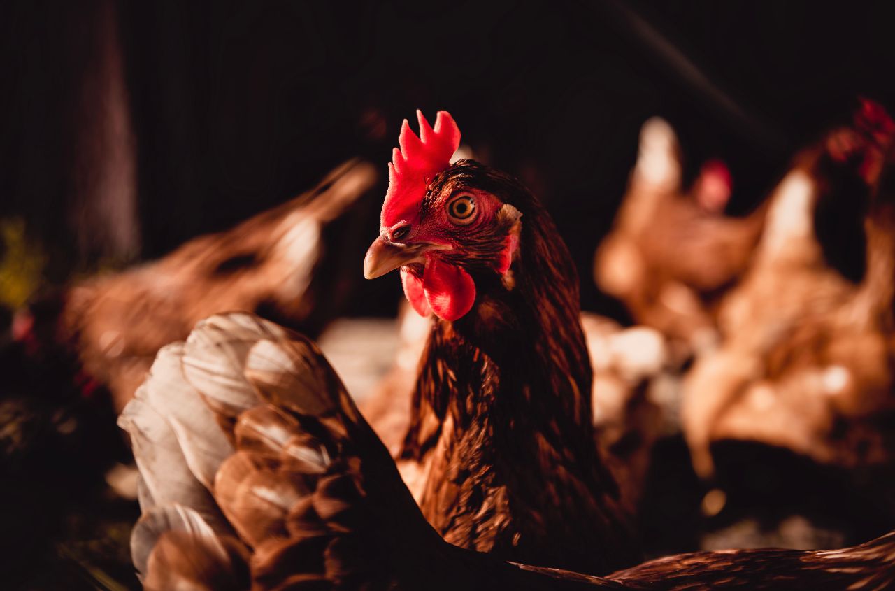 Japan resumes imports of Ukrainian poultry and eggs after five-year ban