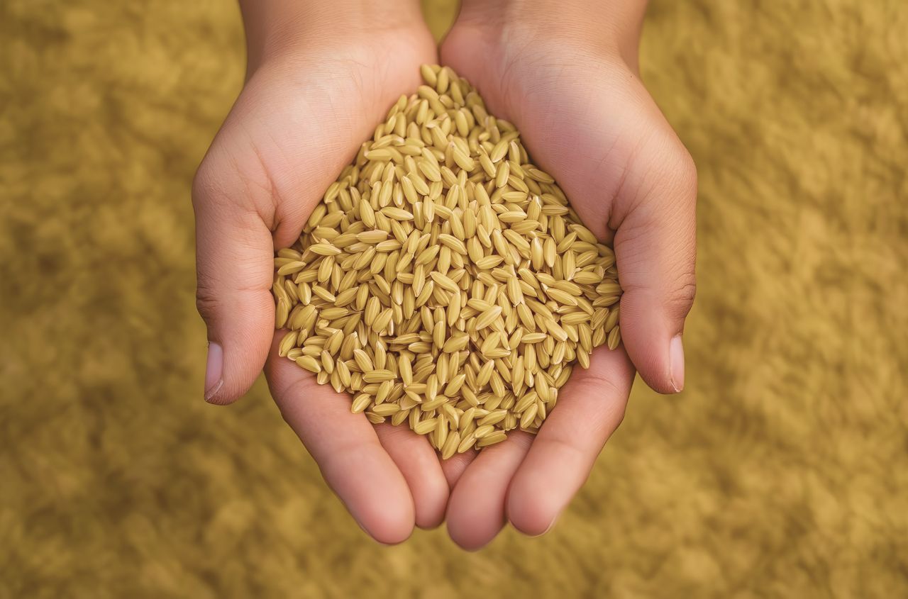 Ukraine, UK and Latvia join forces to track grain stolen by Russia