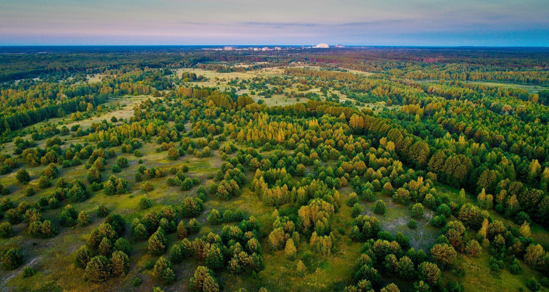 The government handed over 226,964.7 ha for permanent use to the Chornobyl Radiation-Ecological Biosphere Reserve