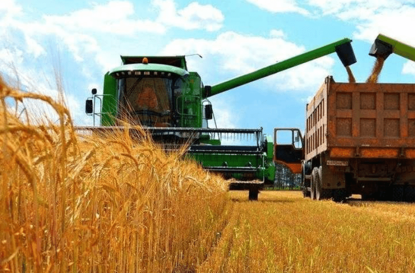 Egypt overtakes China as importer of Ukrainian grain in 2020