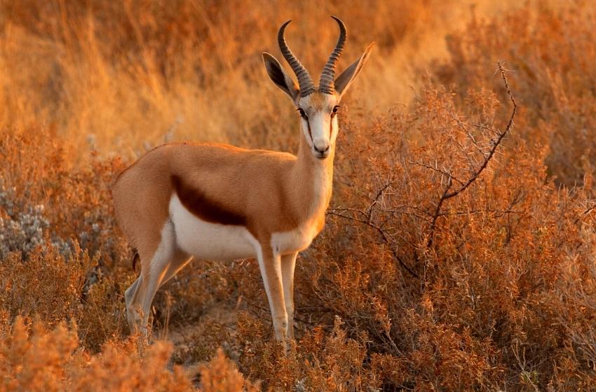 African Savannah in Ukrainian steppes