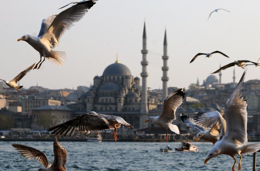 Secrets of the Black Sea: Why are there not so many seagulls in Odessa compared to Istanbul?